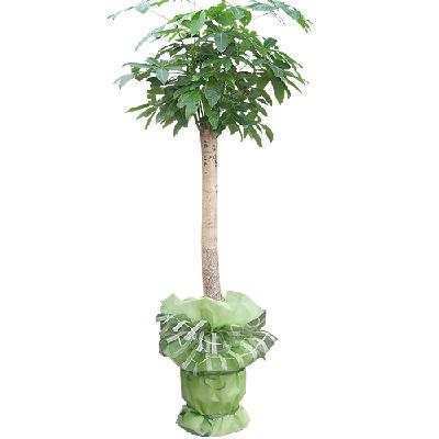 [관엽]파키라_01