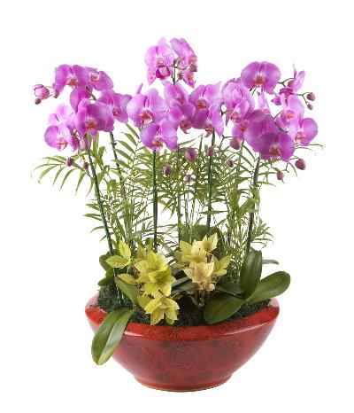 [서양란]호접난