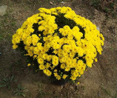 {초화}국화(쿠션맘)[SF-017]