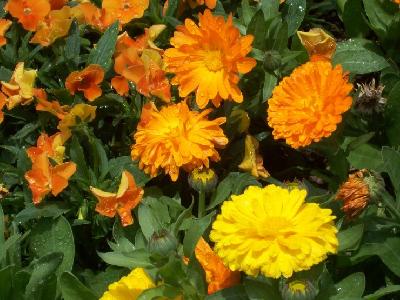 {초화}금잔화[SF-005]