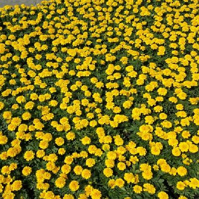 {초화}메리골드[SF-008]