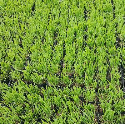 {초화}보리[SF-023]