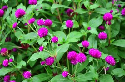 {초화}천일홍[SF-015]