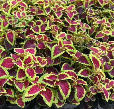 {초화}콜레우스[SF-013]