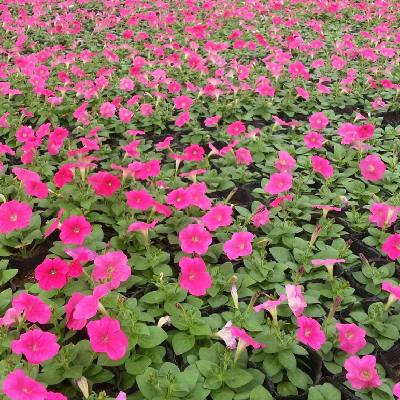 페츄니아[SF-009]