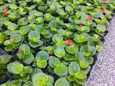 베고니아[SF-010]