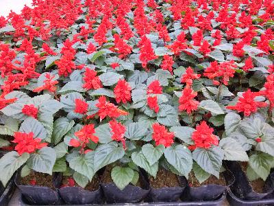 사루비아[SF-011]