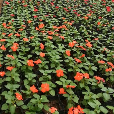 임파첸스[SF-012]