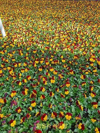 관엽(초화류) 이미지 3