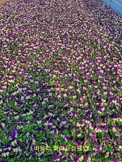 관엽(초화류) 이미지 2