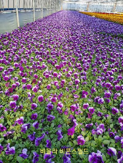 관엽(초화류) 이미지 3