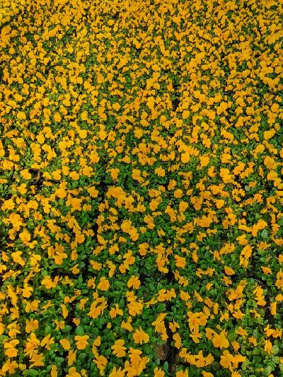 관엽(초화류) 이미지 2