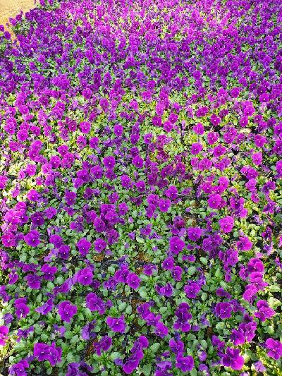 관엽(초화류) 이미지 1