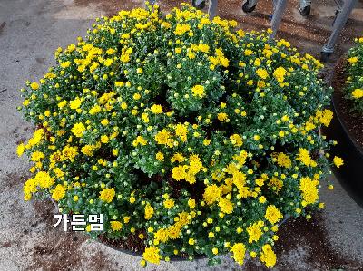 가든멈