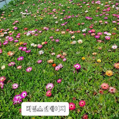 리빙스턴데이지