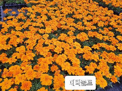 메리골드