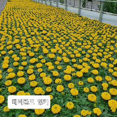 메리골드 (디스커버리/잉카)