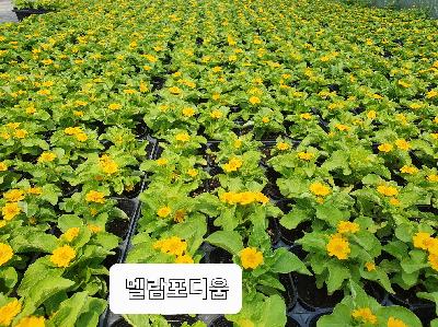 메란포디움