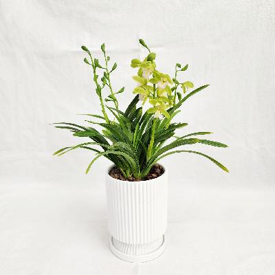 소형화분 / 축하화분 / 개업화분