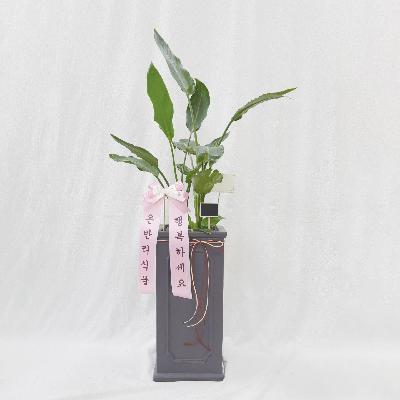 대형화분 / 축하화분 / 개업화분