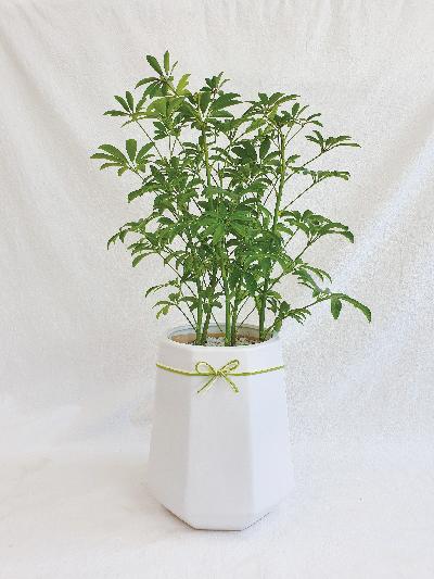 중형화분 / 축하화분 / 개업화분