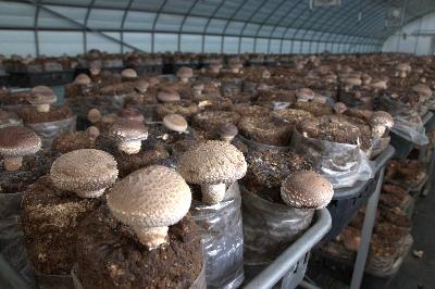 배지에서 버섯을 생산하는 사진