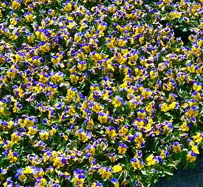 비올라 페니옐로우 점프업