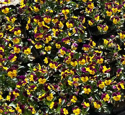 페니 데님 점프업