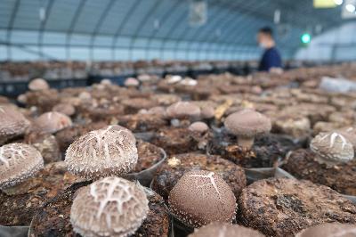 재배사 내부에서 생산하는 버섯사진