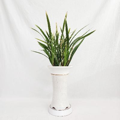 동양란 / 승진, 영전, 취임 / 축하화분 / 개업화분