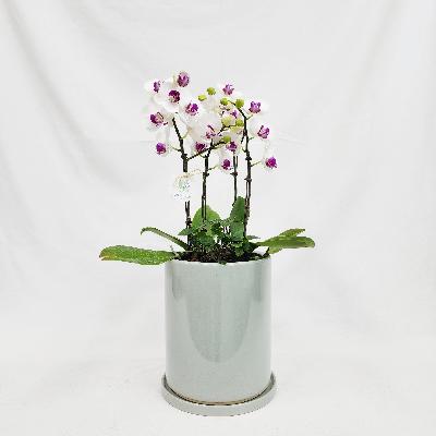 서양란 / 승진, 영전, 취임 / 축하화분 / 개업화분