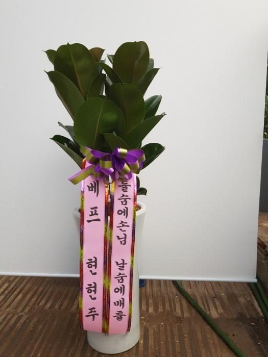 고무나무