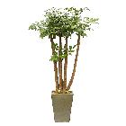 관엽화분