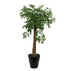 관엽화분