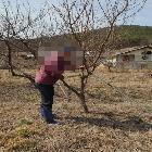 고사지, 손상지, 곁가지 제거 및 다듬기