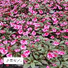 산파첸스