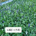 빅토리아사루비아