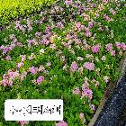 수국(앤드레스 썸머)
