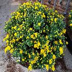 가든멈