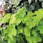 휴케라(일렉트릭라임)
