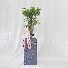 대형화분 / 축하화분 / 개업화분