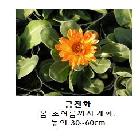 금잔화