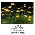금계국