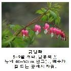 금낭화