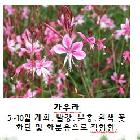 가우라