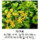 기린초