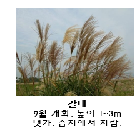 갈대