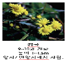 감국