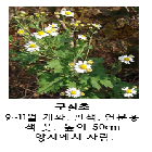 구절초